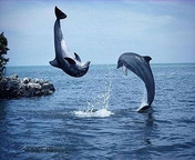 delfini