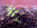 fiore